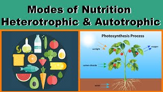 Modes of Nutrition  Heterotrophic amp Autotrophic  Biology  Science  Letstute [upl. by Kwarteng812]