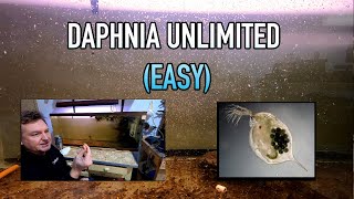 How I Raise Daphnia Water Fleas And You Can Too [upl. by Digdirb]