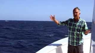 Blue Whales brilliant timing  Big Blue Live Preview  BBC [upl. by Leilamag730]