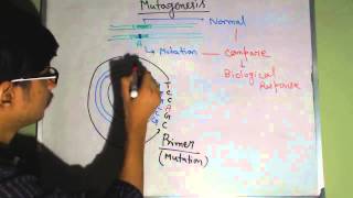 Site directed mutagenesis [upl. by Nyluqcaj769]