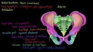 Renal Anatomy 1  Kidney [upl. by Tail]