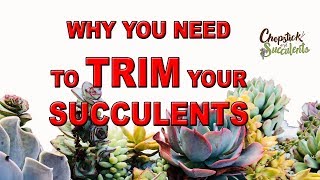 Why You Need to TRIM your Succulents [upl. by Suitangi687]