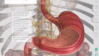 Urinary System Part 1 Crash Course Anatomy amp Physiology 38 [upl. by Nevanod]