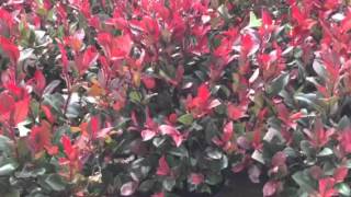 Photinia Little Red Robin [upl. by Akcira]