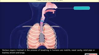 Respiration in Organisms  Class 7 [upl. by Xenia]