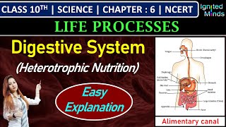 Class 10th Science  Digestive System Heterotrophic Nutrition  Alimentary canal  Chapter 6 [upl. by Lamraj354]