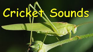 Cricket Sounds 3 different sounds [upl. by Nogam]