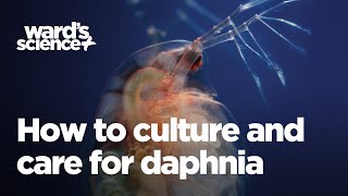 Caring and Culturing for Daphnia [upl. by Ahsiadal]