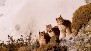 Adorable Puma Cubs Explore the Wild for the First Time [upl. by Obocaj]