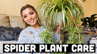 HOW TO PROPAGATE SPIDER PLANTS  SPIDER PLANT CARE [upl. by Enreval438]