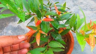 Beautiful Photinia Red Robin Plant Caring Tips [upl. by Llerdnek]