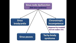 ECG course Sinus node dysfunction Dr Sherif Altoukhy [upl. by Lot]