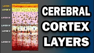 Cerebral Cortex Layers [upl. by Coraline]