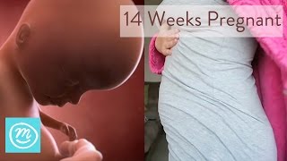 14 Weeks Pregnant What You Need To Know  Channel Mum [upl. by Eniaj]