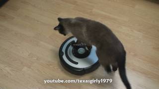 Cat shows HOW TO use iRobot Roomba Vacuum [upl. by Nohsauq]