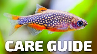 Care Guide for Celestial Pearl Danios  Aquarium CoOp [upl. by Chrotoem]