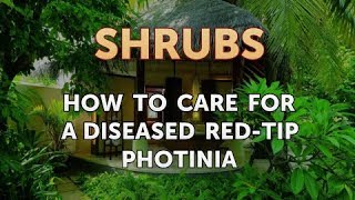 How to Care for a Diseased RedTip Photinia [upl. by Ellyn]