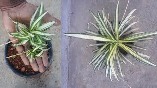 How to propagate spider plant from cuttings [upl. by Wojcik]