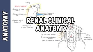 Introducción a la Urología  Urology Care Foundation [upl. by Knobloch]