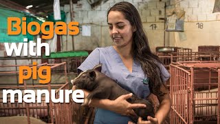 Producing biogas for pig farms  Biodigesters Sistemabio [upl. by Helas]