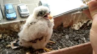 handfeeding wild and dangerous Hawks [upl. by Sonja]