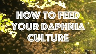 How To Feed Your Daphnia Culture [upl. by Siuqcram303]