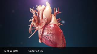 Anatomie du coeur Animation 3D [upl. by Junko]