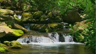 Nature Sounds without Music  15Minute Relaxation [upl. by Calista]