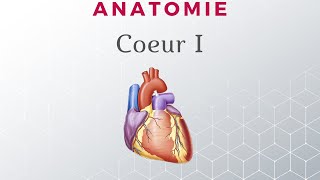 Anatomie du Cœur  Configuration Externe [upl. by Aneahs549]