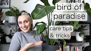 BIRD OF PARADISE INDOOR CARE  Strelitzia Reginae Tips amp Tricks [upl. by Lauri]