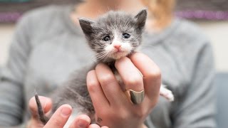 Rescuing an Emaciated Kitten Small Fry and her family [upl. by Okuy]