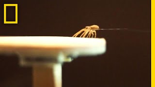 Spiders Spin Balloons to Fly Away  National Geographic [upl. by Ahsirhcal217]