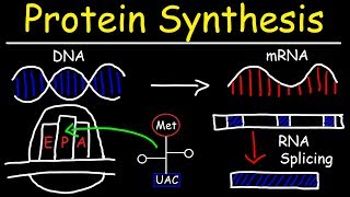 Transcription and Translation  Protein Synthesis From DNA  Biology [upl. by Harmon878]