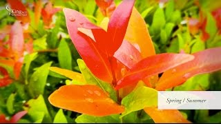 Photinia Red Robin Information and Advice [upl. by Aierb]