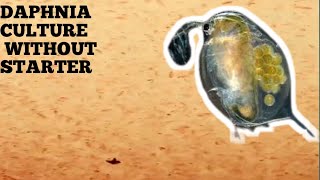 HOW TO CULTURE DAPHNIA NATURALLY WITHOUT A STARTER [upl. by Zebulon]