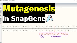 Simulate Mutagenesis In SnapGene [upl. by Obeng]