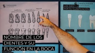 Nombre de los dientes descubre sus nombres números y su función [upl. by Kingsbury]