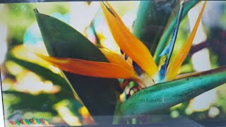 BIRD OF PARADISE BLOOM ENCOURAGEMENT  TROPICAL PLANT PARTY [upl. by Ttereve]