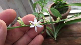 How to Propagate Your Spider Plant [upl. by Rdnaskela572]