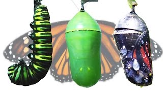 Monarch Butterfly Metamorphosis Timelapse FYV [upl. by Annavaj]