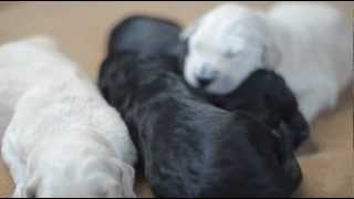 Newborn Puppies [upl. by Tennes]