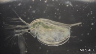 Daphnia magna under the Microscope [upl. by Loss]