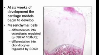 Embryology Limb Development [upl. by Goodill]