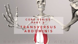 Core Series Part 2 Transversus Abdominis Muscle 3D Animation [upl. by Rez]