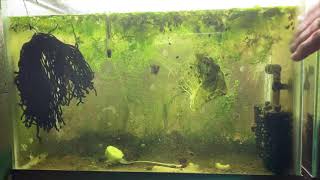 Scuds Daphnia Cherry Shrimp Copepods My aquatic food culture [upl. by Dickerson]