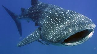 Facts The Whale Shark [upl. by Diaz]