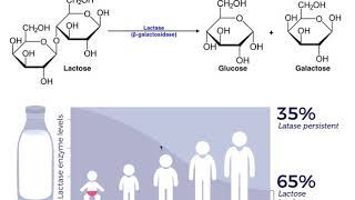 Lactase amp the Mechanism of Lactose Intolerance [upl. by Nahn]