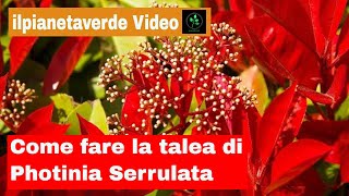 Come fare la talea di Photinia Serrulata [upl. by Carrelli]