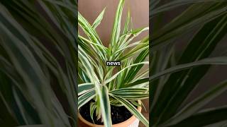 Growing Spider Plants [upl. by Stinson149]