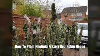 How To Plant A Photinia Red Robin Hedge [upl. by Aroved]